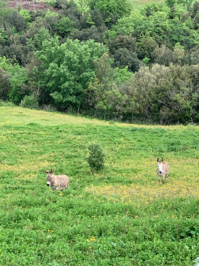 Podere Le Mulina Castiglione dʼOrcia Buitenkant foto